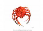 Spiny Crab