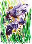 Irises