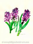 Pink Hyacinth