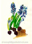 Blue Hyacinth