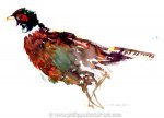 Pheasant